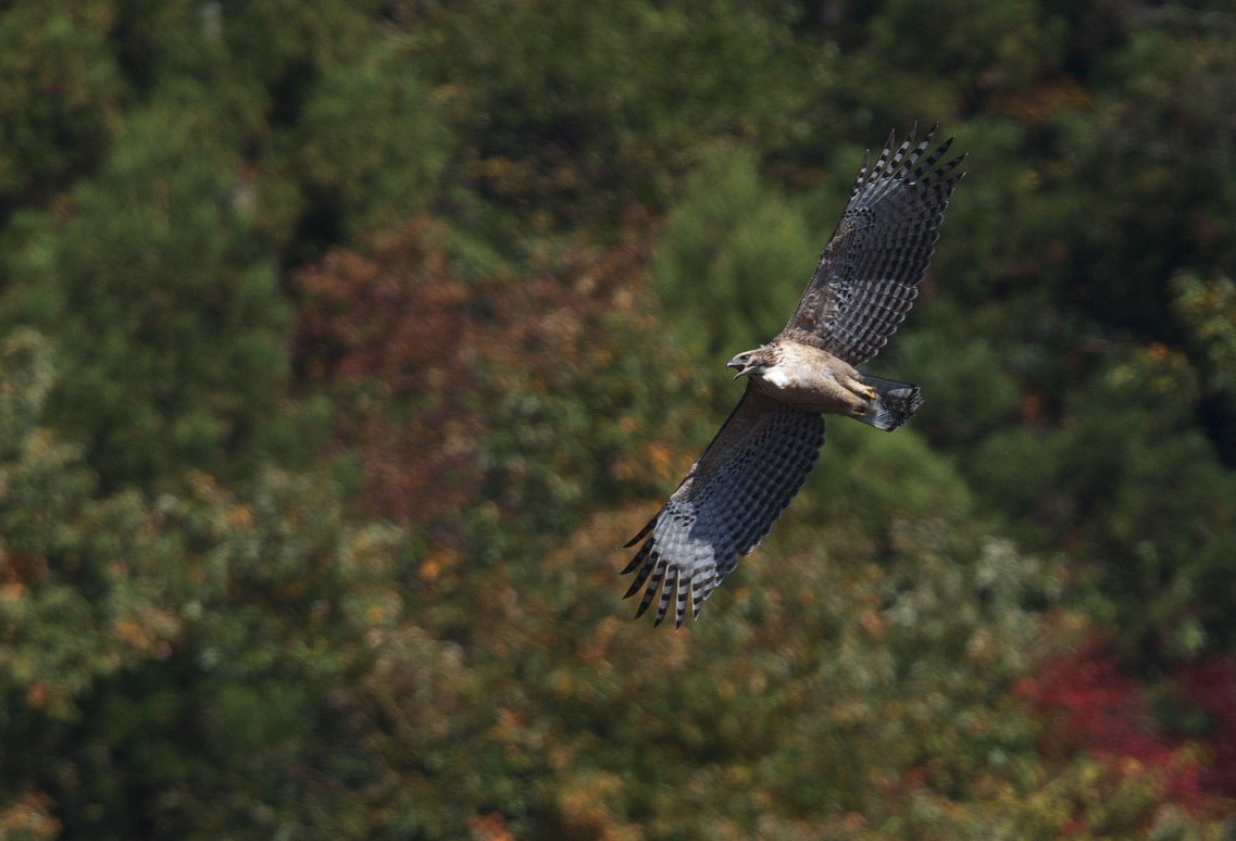 幼鳥クマタカ　紅葉バック_f0288418_1041969.jpg