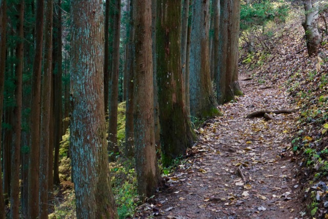 御岳山〜日の出山ハイキング part 2_f0348831_11310291.jpg