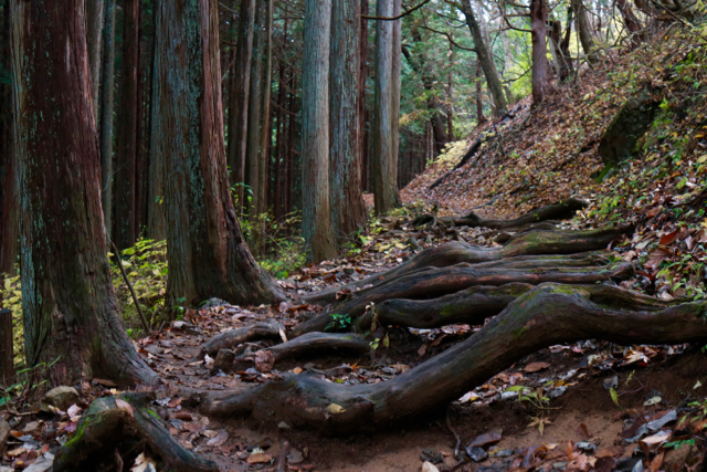 御岳山〜日の出山ハイキング part 2_f0348831_11310830.jpg