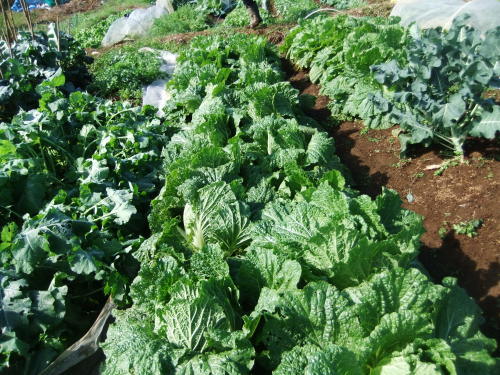 秋冬野菜の高騰..歓迎??_b0137932_14342974.jpg
