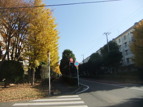 ビッグな渋柿で...干し柿作り_b0137932_14571936.jpg