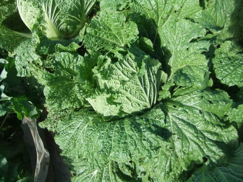 秋冬野菜の..オールキャスト_b0137932_19443518.jpg