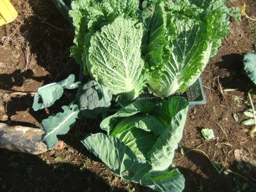 秋冬野菜の..オールキャスト_b0137932_19452034.jpg