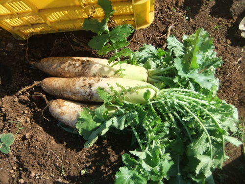 秋冬野菜の..オールキャスト_b0137932_19461016.jpg