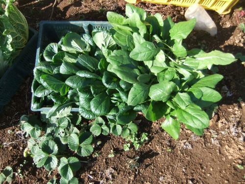 秋冬野菜の..オールキャスト_b0137932_19473983.jpg