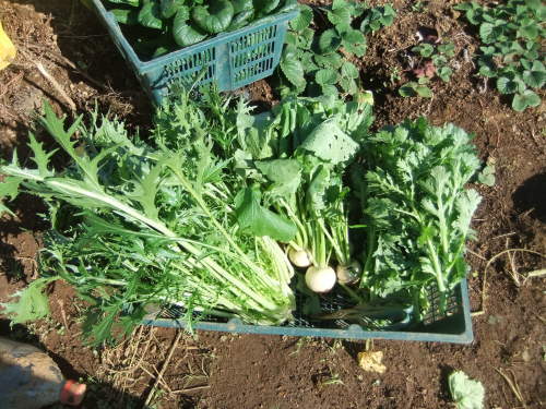 秋冬野菜の..オールキャスト_b0137932_19480834.jpg