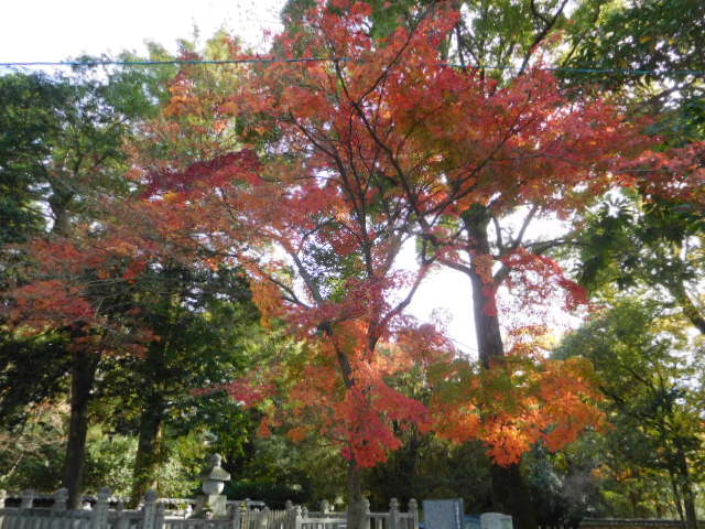 京都紅葉情報　2016　11/26　清水寺_d0106134_21442356.jpg