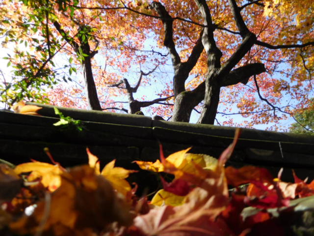 京都紅葉情報　2016　11/26　清水寺_d0106134_214442100.jpg