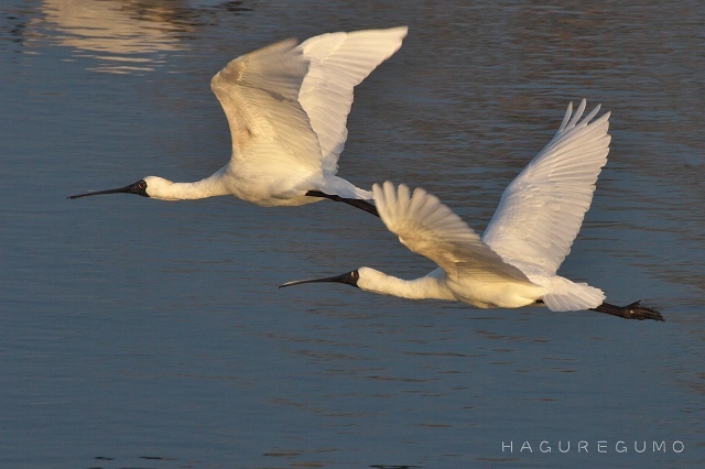 鳥たちは　いつも怯えて　逃飛行_b0349835_23004548.jpg