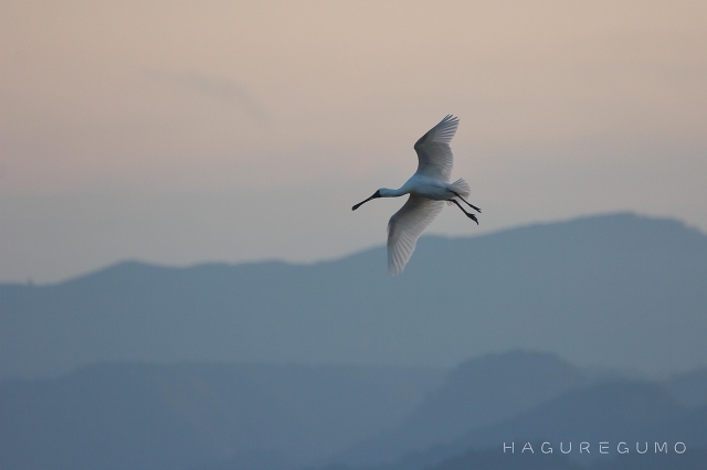 鳥たちは　いつも怯えて　逃飛行_b0349835_23013289.jpg