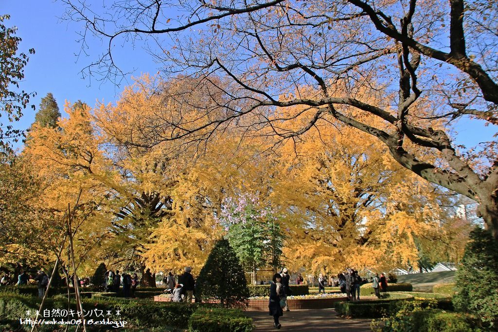 e0052135_17423783.jpg