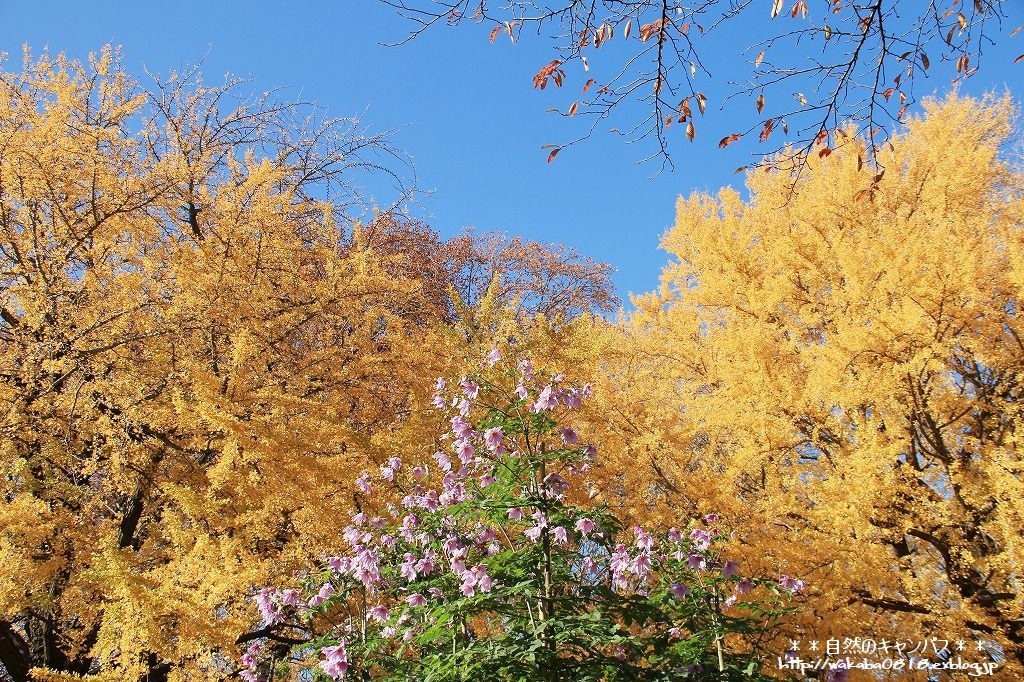 新宿御苑の紅葉と黄葉は！！！！！！_e0052135_17424329.jpg