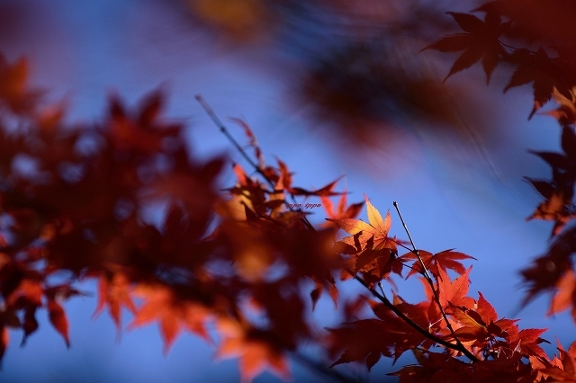 秋と紅葉とお日様と_b0311736_21233860.jpg