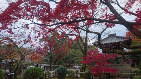 豪徳寺も紅葉🍁_a0359239_18142435.jpg