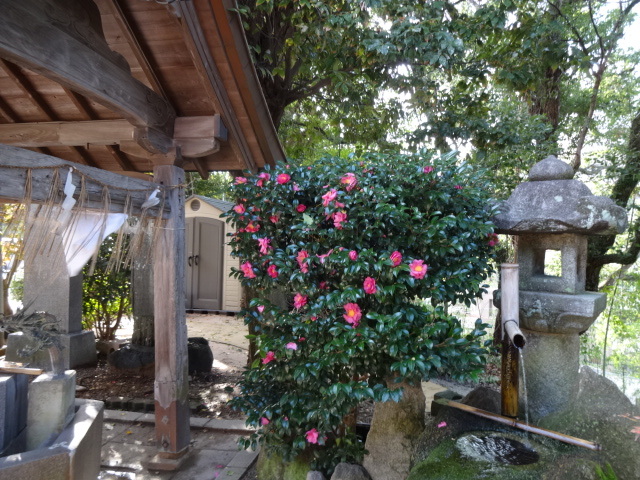 紅葉八幡宮～鳥飼八幡宮_b0282042_17202851.jpg