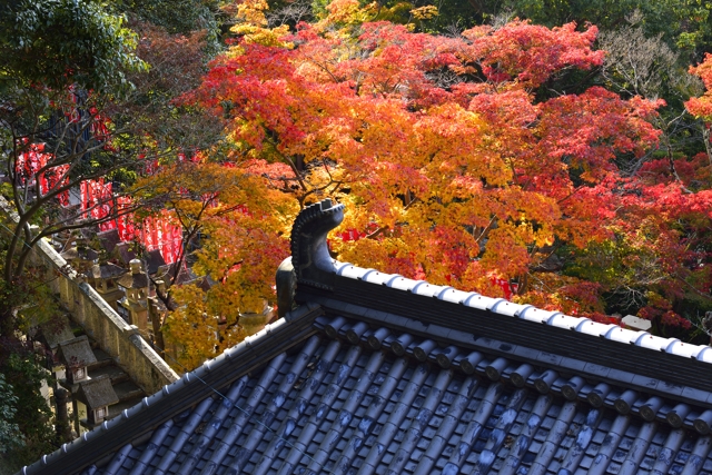 奈良 信貴山朝護孫子寺の紅葉_d0152544_7105687.jpg