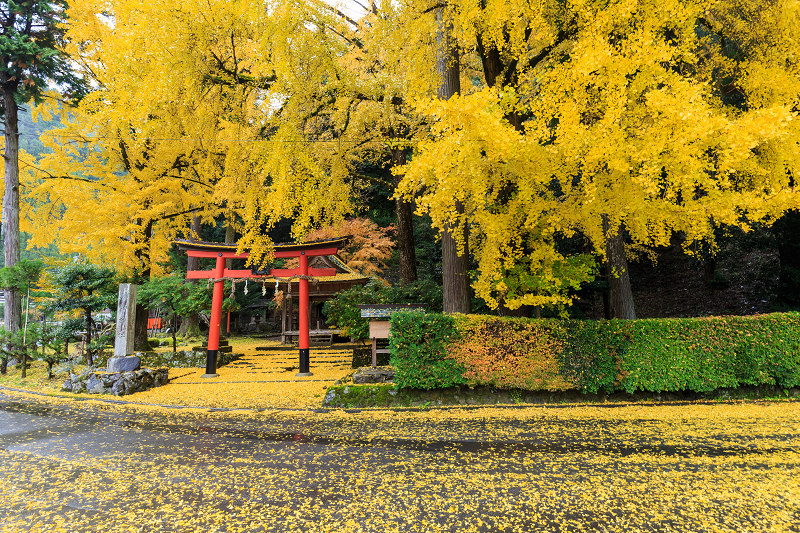 京都の紅葉2016 黄色い世界（岩戸落葉神社）_f0155048_21334468.jpg