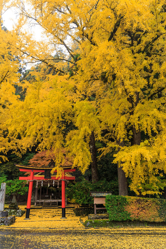 京都の紅葉2016 黄色い世界（岩戸落葉神社）_f0155048_21405182.jpg