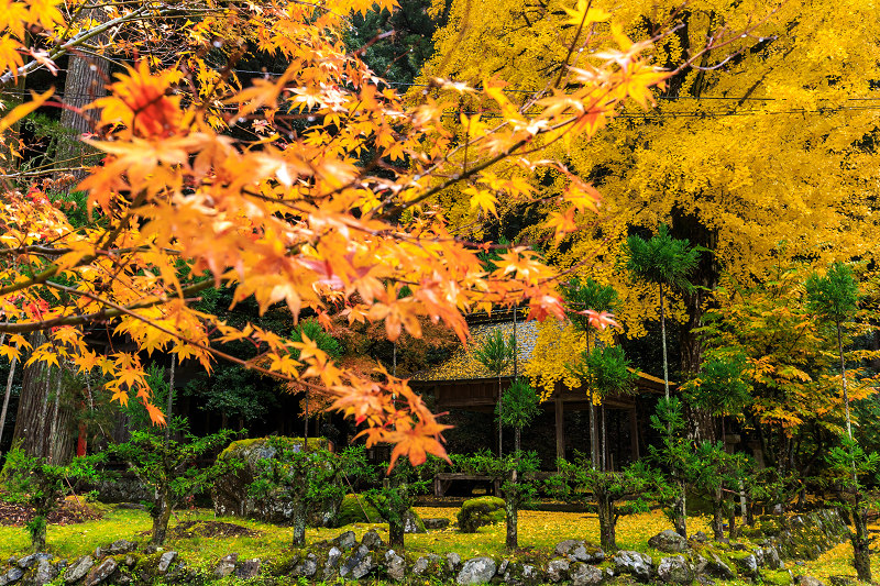 京都の紅葉2016 黄色い世界（岩戸落葉神社）_f0155048_21405686.jpg