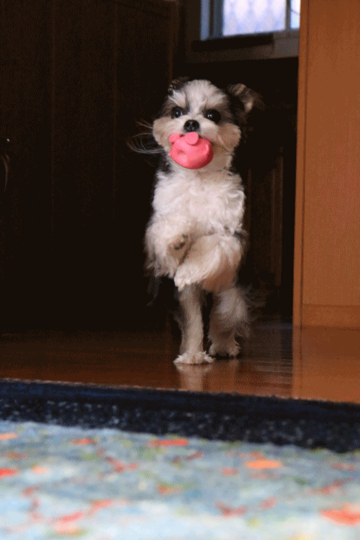 c0145250_11575090.gif