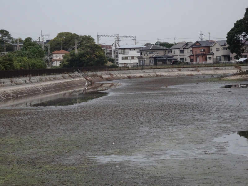 コウノトリ追っかけ9日目・・・岬町：宇度墓古墳の堀_c0108460_22162291.jpg