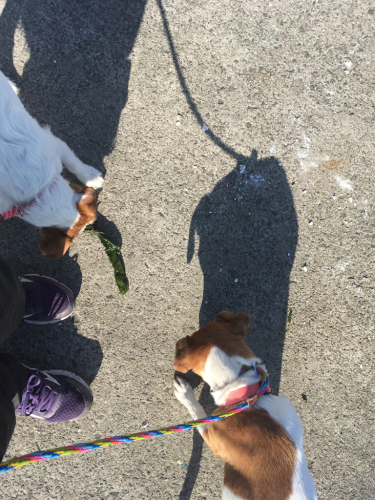 ワイワイ&子犬様_c0120375_12093975.jpg