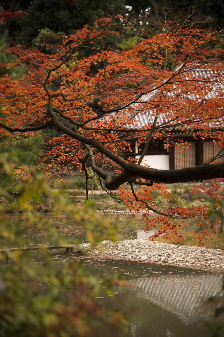 浄瑠璃寺の紅葉 1_a0301676_21132246.jpg