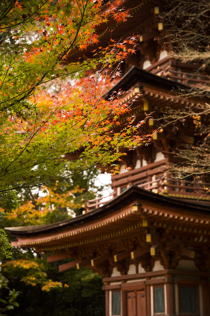 浄瑠璃寺の紅葉 1_a0301676_21135251.jpg