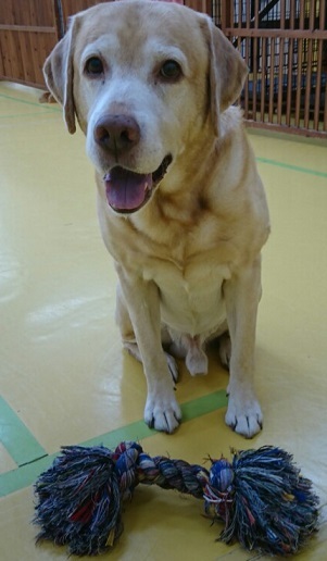 大型犬_f0357682_15283395.jpg