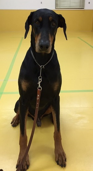 大型犬_f0357682_15283419.jpg