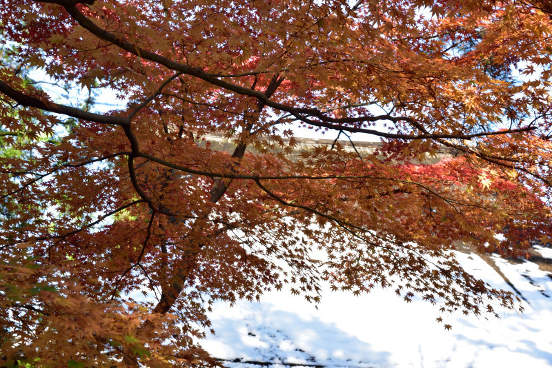 平林寺_f0202686_16322726.jpg