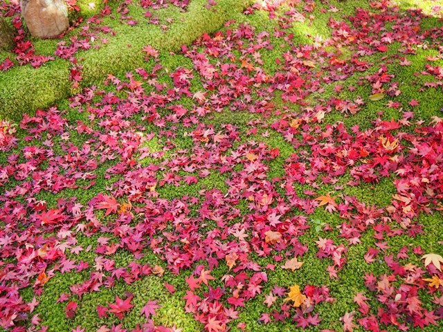 京都の紅葉2016年＠嵐山・化野念仏寺_f0146587_02021983.jpg