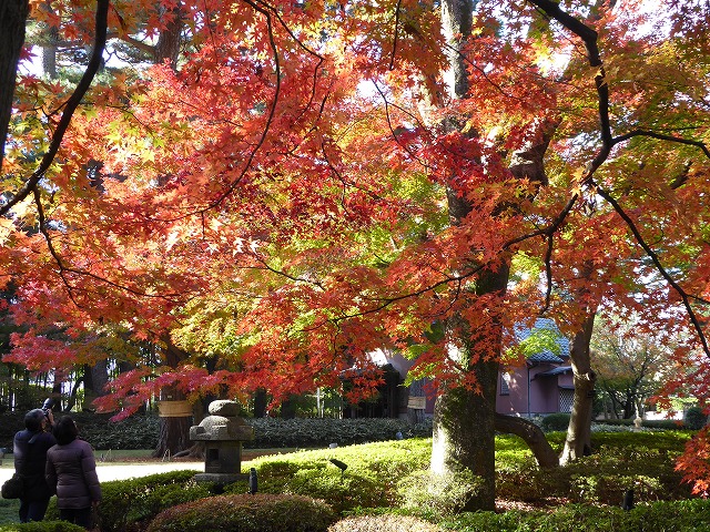 色とりどりの紅葉の赤が重なり合う大田黒公園♪荻窪の3庭園巡り_b0287088_19154390.jpg