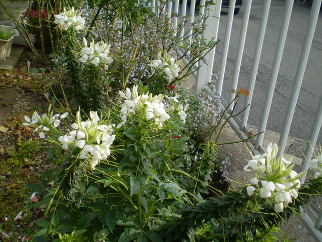 a0135990_22154279.jpg
