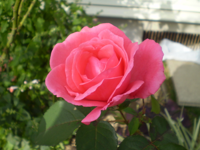 a0135990_22203297.jpg