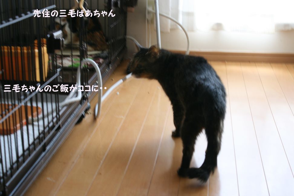 マツコばあちゃん 新生活スタート!_f0242002_21070322.jpg