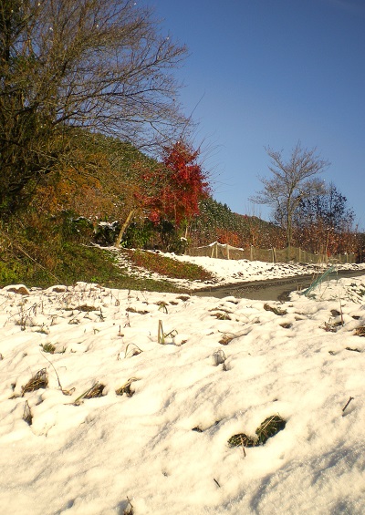 山戸惑う_e0148806_104340.jpg