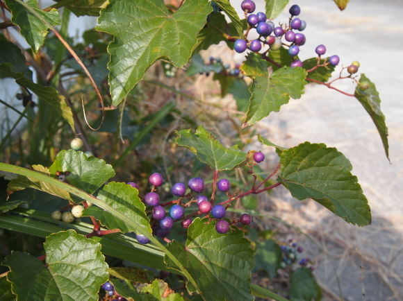 a0139007_15394851.jpg