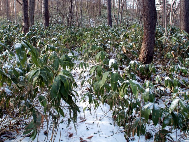 a0345007_11153114.jpg