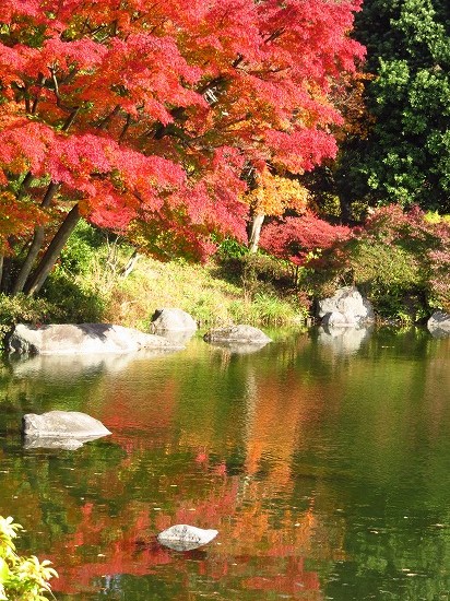 昭和記念公園のイチョウ並木と、紅葉_e0255509_2022843.jpg