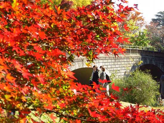 昭和記念公園のイチョウ並木と、紅葉_e0255509_20244811.jpg