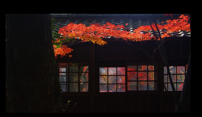 本土寺　紅葉　在庫から_d0147812_1550451.jpg