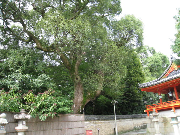 石清水八幡宮(いわしみずはちまんぐう、京都府八幡市)_d0287413_1415154.jpg