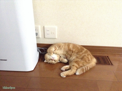 日替わり?_d0344913_16164734.jpg