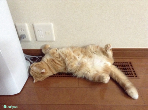 日替わり?_d0344913_16165584.jpg
