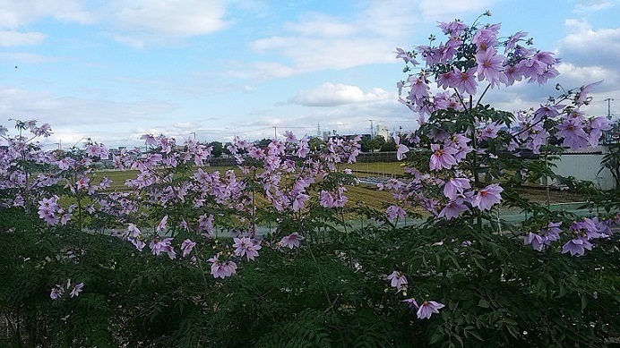 c0280322_13572342.jpg