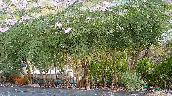 c0280322_13573399.jpg