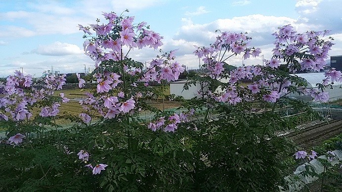 c0280322_13573629.jpg