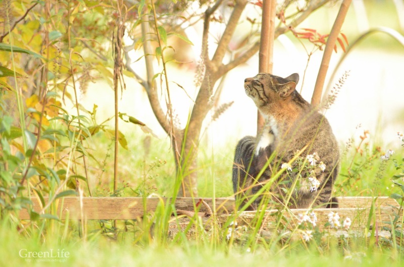 三渓園の猫と猫カフェの猫_f0321522_10372374.jpg