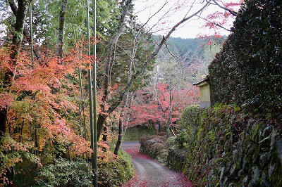 千早赤阪村　西恩寺の紅葉_a0262928_2084076.jpg